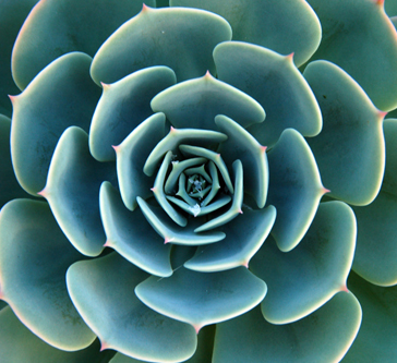 An isolated shot of a green aloe succulent plant